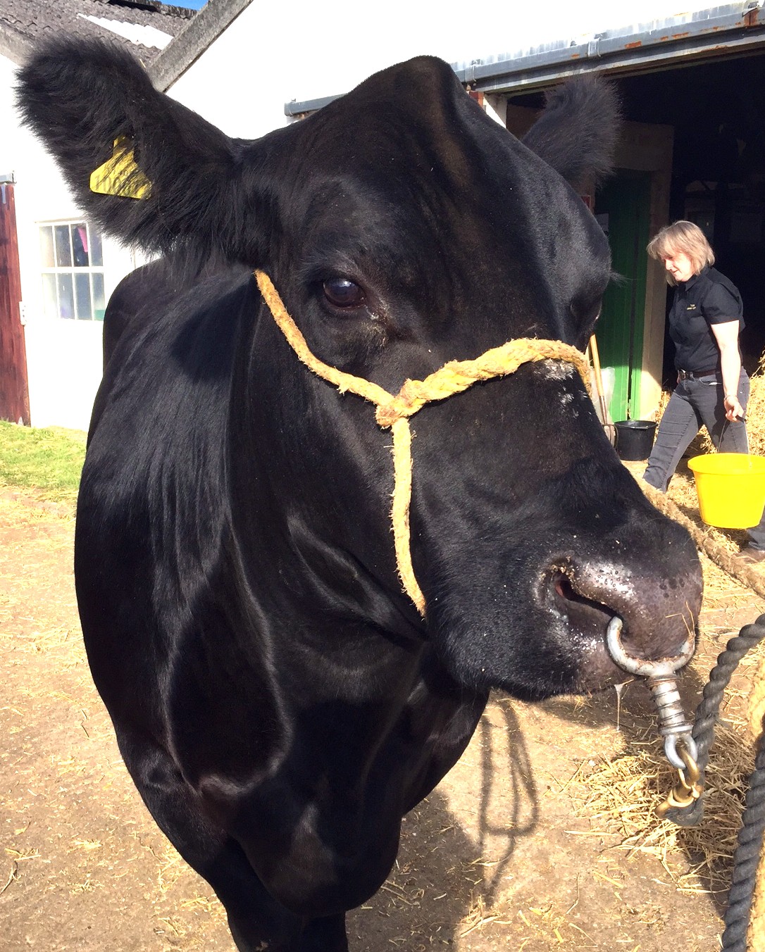 Please call in to see us if you are at the Great Yorkshire Show